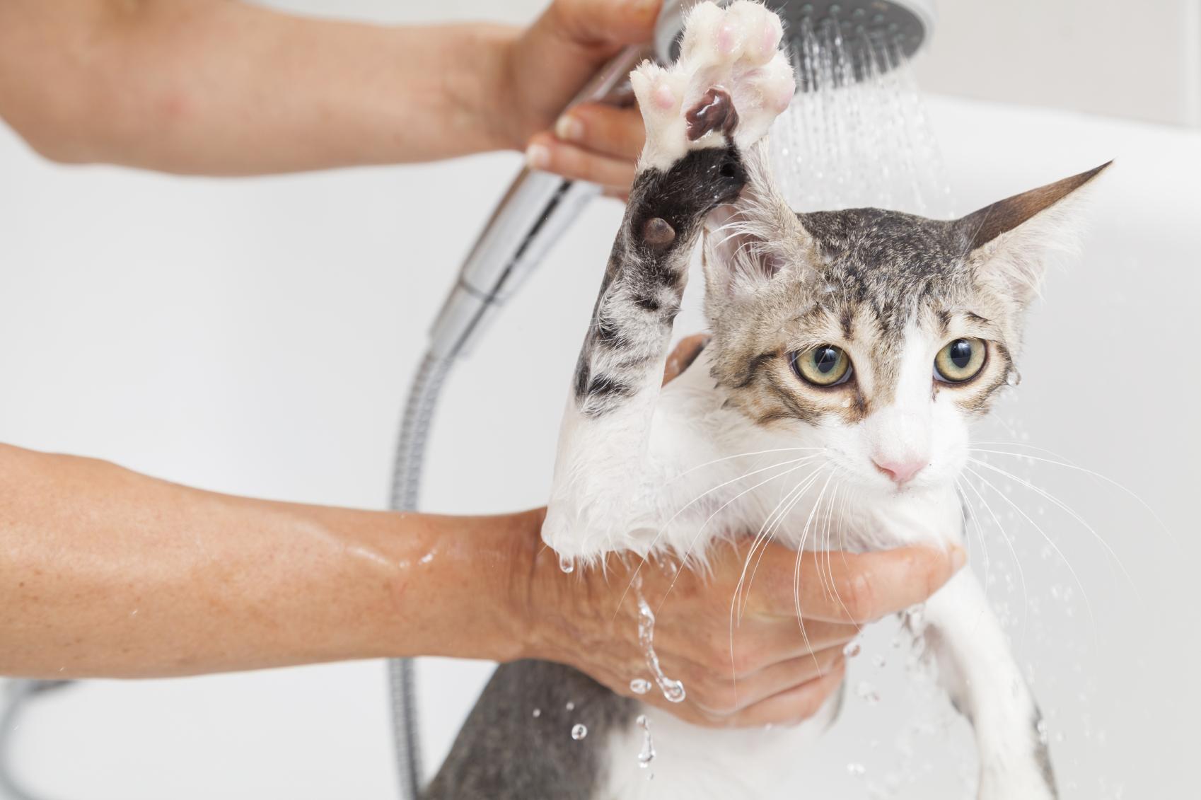 راهنمای حمام کردن گربه ها